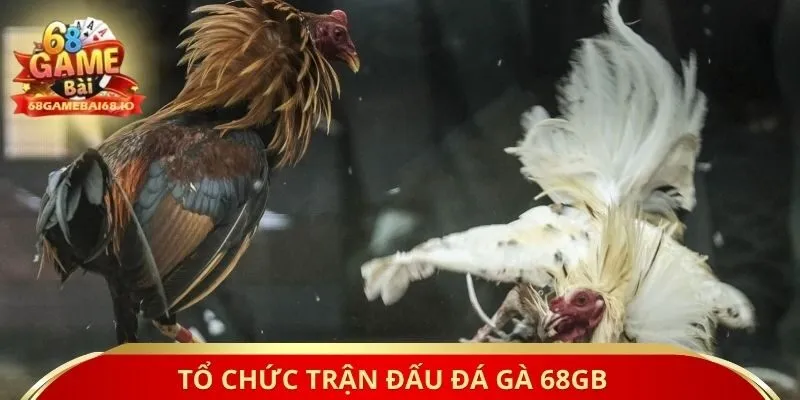 Tổ chức trận đấu đá gà 68gb